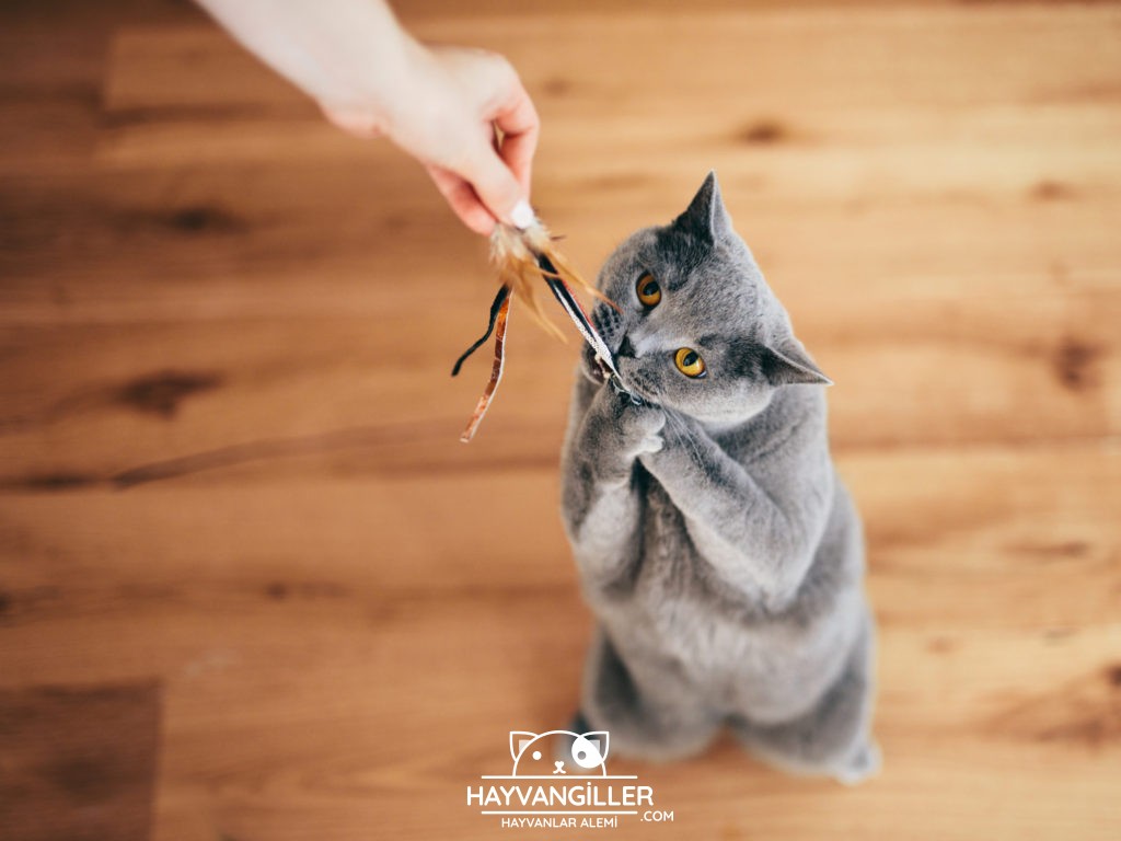 British Shorthair Kedi Cinsi British Shorthair Kedi Cinsi